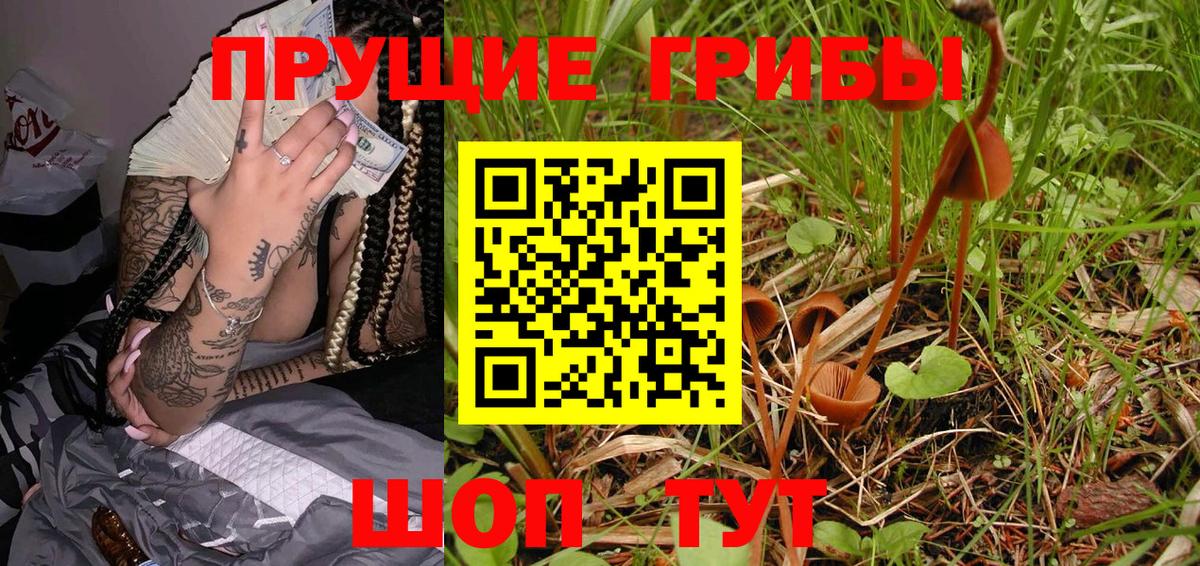 Псилоцибиновые грибы Psilocybe Гудермес